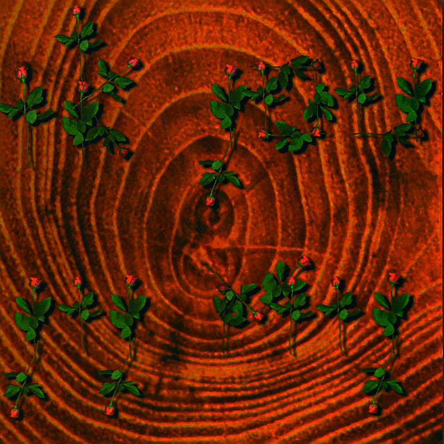 VAN DIK HOUT&nbsp;/&nbsp;DROMENDIEF